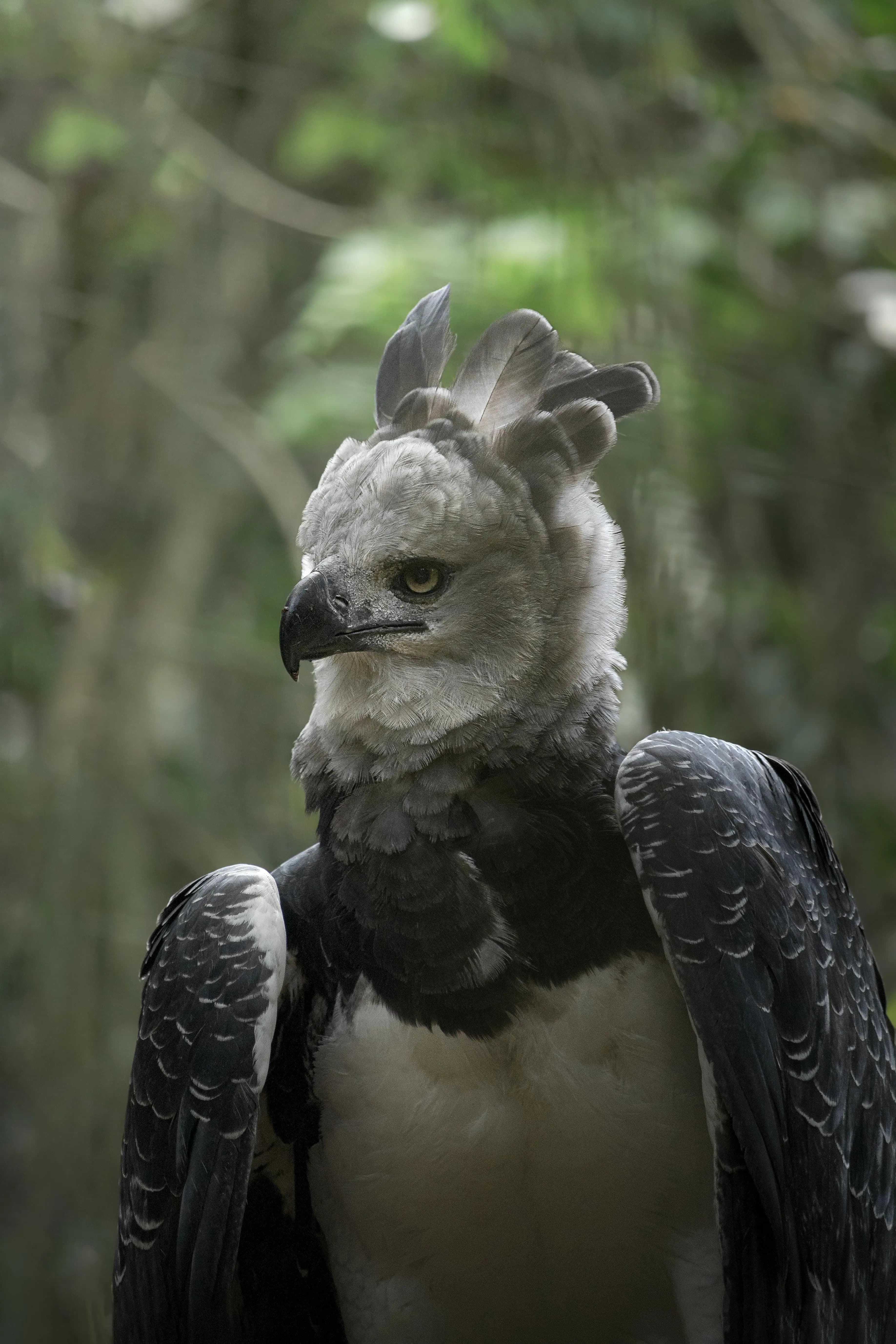 Águila harpía, ave nacional de Panamá, posada en la selva tropical