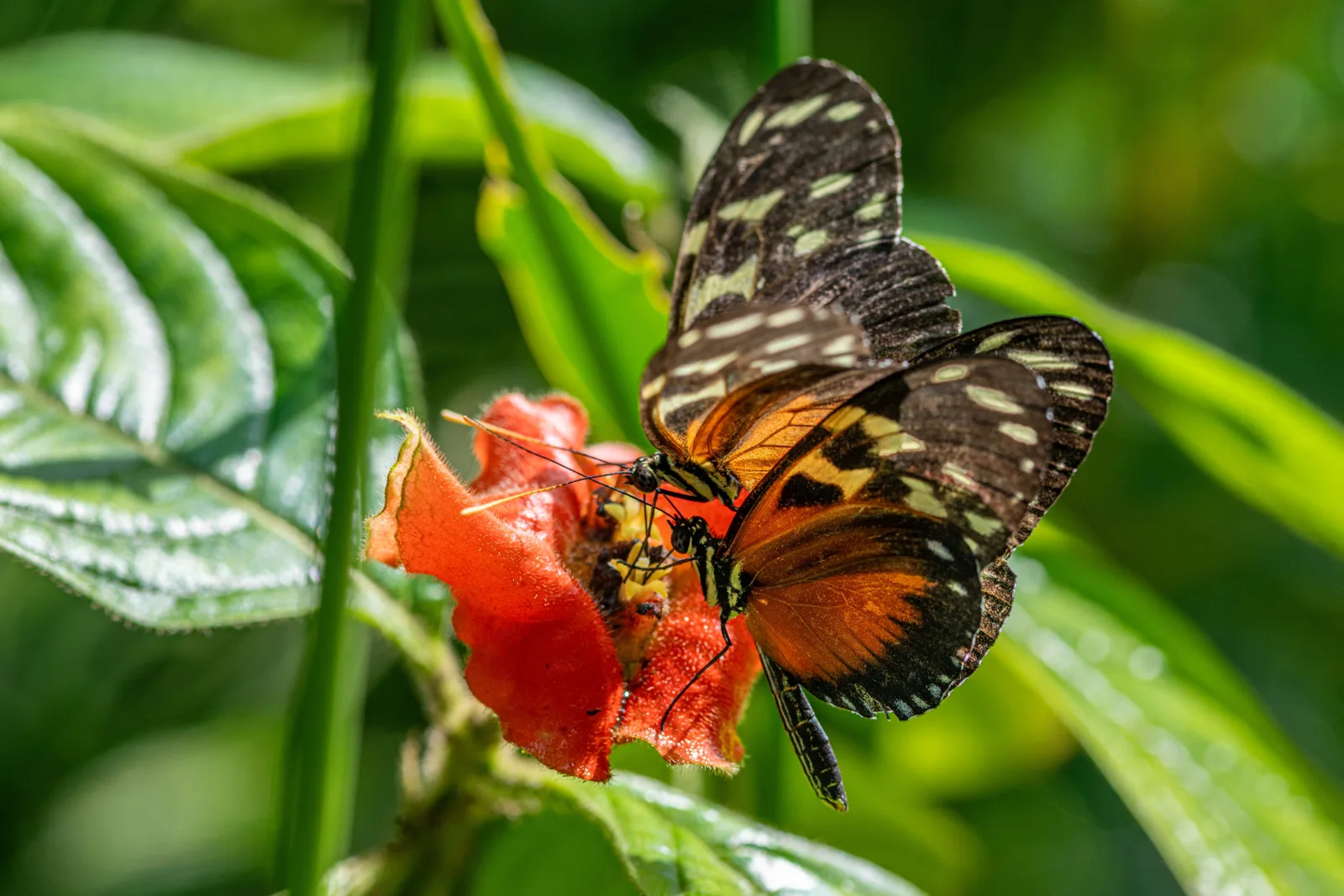 Dos mariposas de alas largas alimentándose de néctar en una flor, Panamá